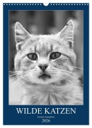 Wilde Katzen - Korsikas Samtpfoten (Wandkalender 2026 DIN A3 hoch), CALVENDO Monatskalender - Claudia Schimmack