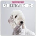 Bedlington Terrier - Bedlington Terriers 2025 - 16-Monatskalender - 