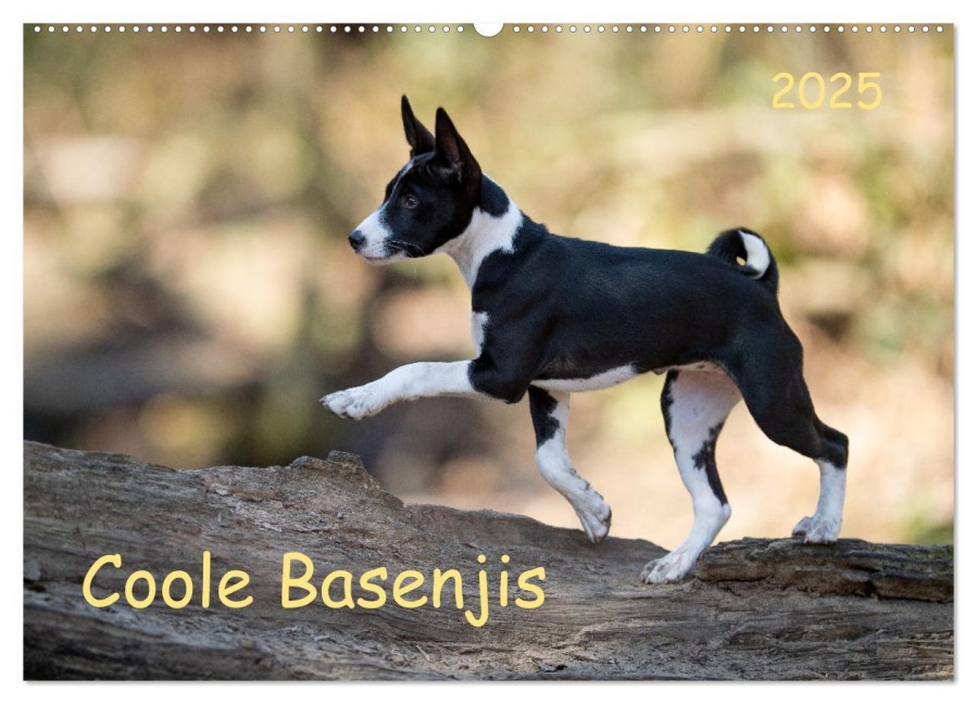 Coole Basenjis (Wandkalender 2025 DIN A2 quer), CALVENDO Monatskalender - Angelika Joswig