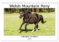 Welsh Mountain Pony - Schwarze Schönheit (Tischkalender 2025 DIN A5 quer), CALVENDO Monatskalender - Meike Bölts