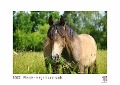 Pferde - elegant und stolz 2022 - White Edition - Timokrates Kalender, Wandkalender, Bildkalender - DIN A4 (ca. 30 x 21 cm) - 