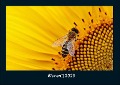 Bienen 2023 Fotokalender DIN A4 - Tobias Becker
