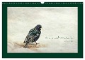 Stare und Weisheiten (Wandkalender 2025 DIN A3 quer), CALVENDO Monatskalender - Heike Hultsch