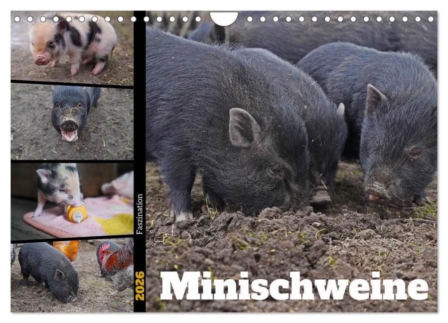 Faszination Minischweine (Wandkalender 2026 DIN A4 quer), CALVENDO Monatskalender - Babett Paul - Babetts Bildergalerie