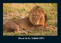 Löwen in der Wildnis 2024 Fotokalender DIN A4 - Tobias Becker