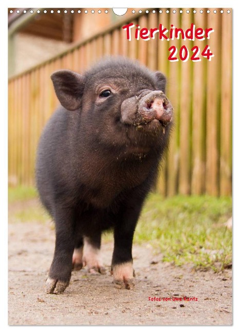 Tierkinder (Wandkalender 2024 DIN A3 hoch), CALVENDO Monatskalender - Uwe Kantz