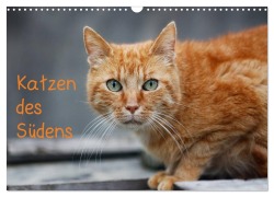Cover-Bild zum Titel 'Katzen des Südens (Wandkalender 2027 DIN A3 quer), CALVENDO Monatskalender' von 'Claudia Möckel Lucy L!u'