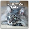 Maine Coon Cats - Maine Coon Katzen 2025 - 16-Monatskalender - Robin Red