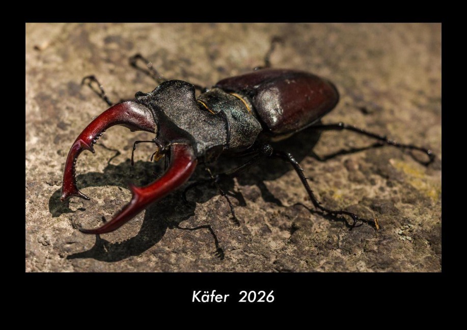 Käfer  2026 Fotokalender DIN A3 - Tobias Becker