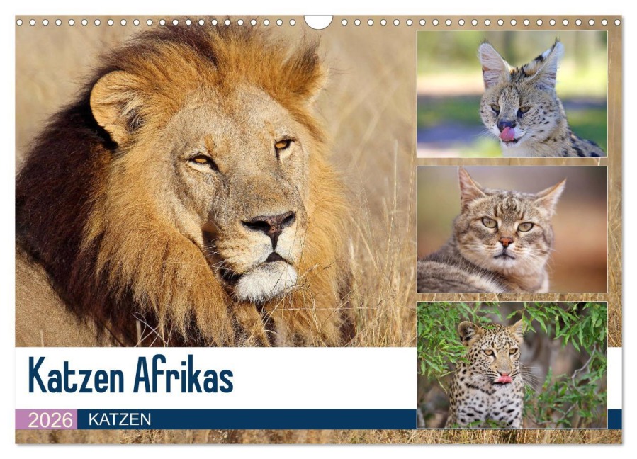 Katzen Afrikas (Wandkalender 2026 DIN A3 quer), CALVENDO Monatskalender - Michael Herzog