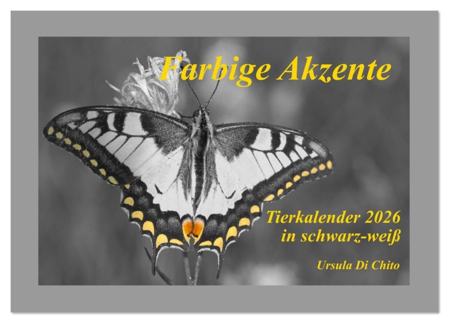 Farbige Akzente - Tierkalender 2026 in schwarz-weiß (Wandkalender 2026 DIN A4 quer), CALVENDO Monatskalender - Ursula Di Chito