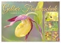 Gelber Frauenschuh (Wandkalender 2025 DIN A2 quer), CALVENDO Monatskalender - Sabine Löwer