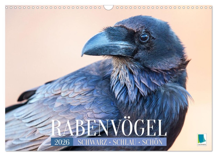 Rabenvögel: Schwarz, schlau, schön (Wandkalender 2026 DIN A3 quer), CALVENDO Monatskalender - Calvendo Calvendo