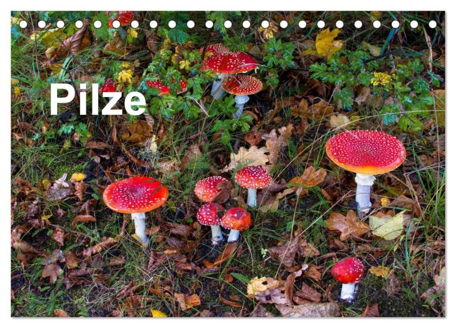 Pilze (Tischkalender 2026 DIN A5 quer), CALVENDO Monatskalender - McPHOTO Bäsemann Diehl Helwig Pum Schulz