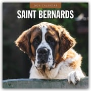 Saint Bernards - Bernhardiner 2026 - 16-Monatskalender - Robin Red