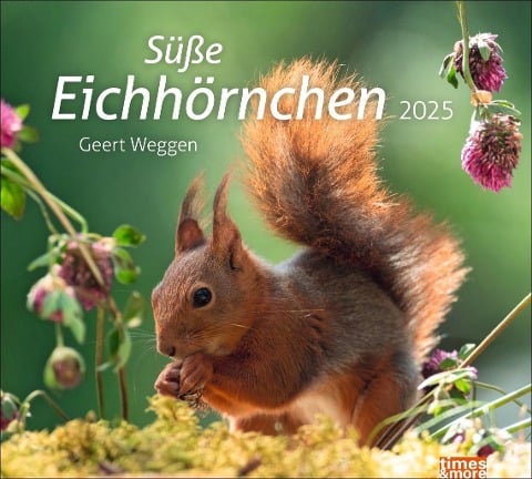 Eichhörnchen Bildkalender 2025 - 