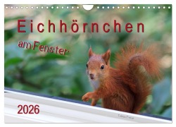Cover-Bild zum Titel 'Eichhörnchen am Fenster (Wandkalender 2026 DIN A4 quer), CALVENDO Monatskalender' von 'Tobias Freise'