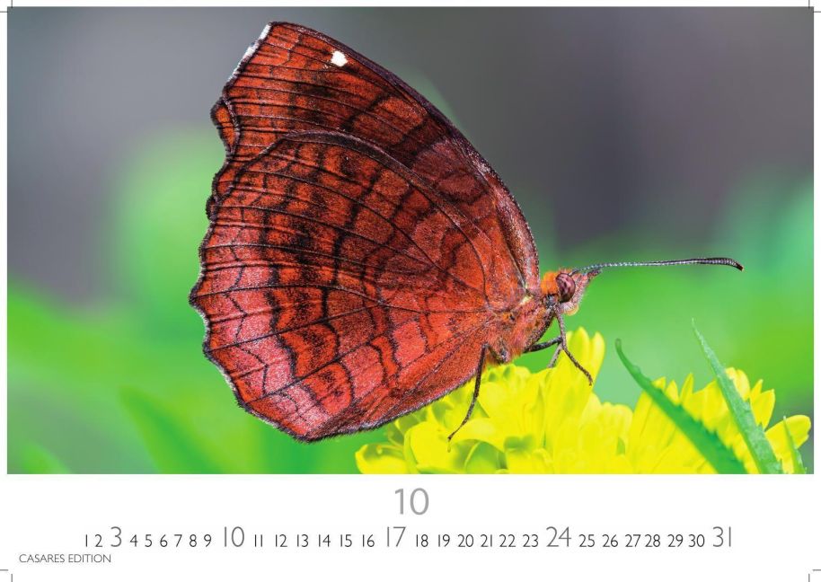 InsideView 10