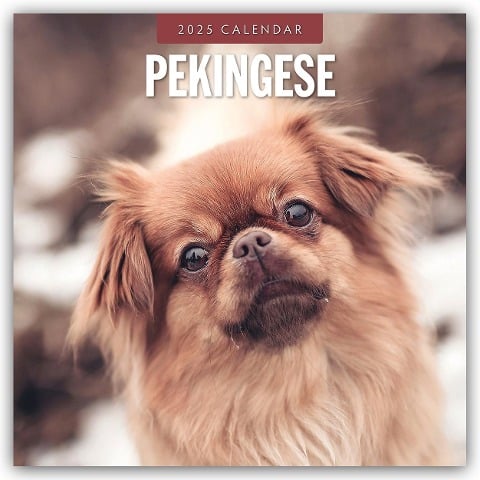 Pekingese - Pekinese - Peking Palasthund 2025 - 16-Monatskalender - 