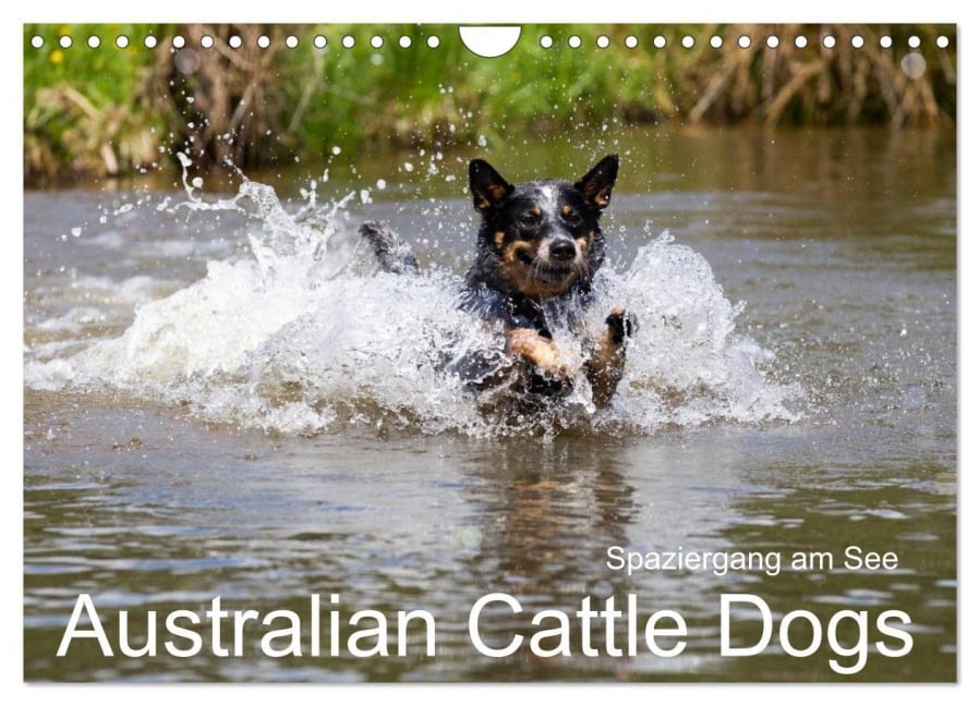 Spaziergang am See Australian Cattle Dogs (Wandkalender 2025 DIN A4 quer), CALVENDO Monatskalender - Fotodesign Verena Scholze