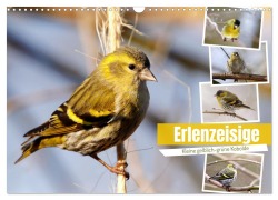 Cover-Bild zum Titel 'Erlenzeisige (Wandkalender 2026 DIN A3 quer), CALVENDO Monatskalender' von 'Sabine Löwer'