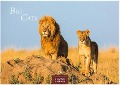 Big Cats 2025 S 24x35cm - 