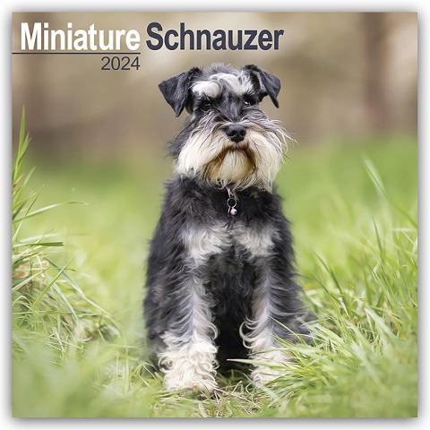 Miniature Schnauzer - Zwergschnauzer 2024 - 16-Monatskalender - Avonside Publishing Ltd