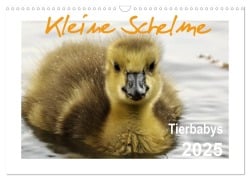 Cover-Bild zum Titel 'Kleine Schelme - Tierbabys (Wandkalender 2025 DIN A3 quer), CALVENDO Monatskalender' von 'Sigrun Düll'