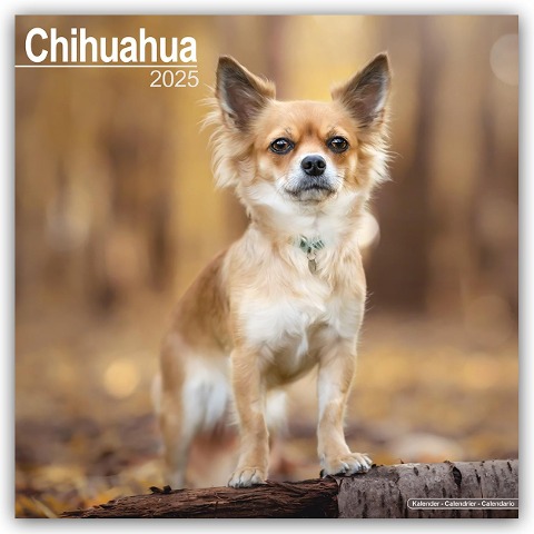 Chihuahua 2025 - 16-Monatskalender - Avonside Publishing Ltd