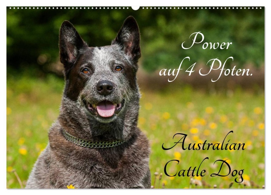 Power auf 4 Pfoten. Australian Cattle Dog (Wandkalender 2026 DIN A2 quer), CALVENDO Monatskalender - Sigrid Starick
