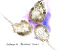 Abundant Shores - Anthropods