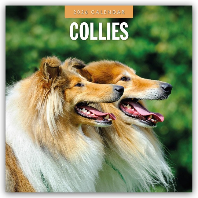 Collies - Collie 2026 - 16-Monatskalender - Robin Red