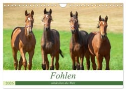 Cover-Bild zum Titel 'Fohlen entdecken die Welt (Wandkalender 2026 DIN A4 quer), CALVENDO Monatskalender' von 'Kerstin Waurick'