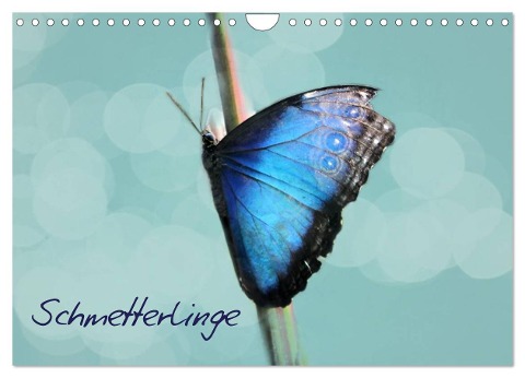 Schmetterlinge (Wandkalender 2024 DIN A4 quer), CALVENDO Monatskalender - Heike Hultsch