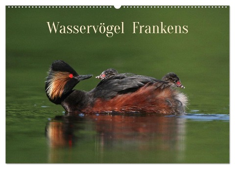 Wasservögel Frankens (Wandkalender 2024 DIN A2 quer), CALVENDO Monatskalender - Günter Bachmeier