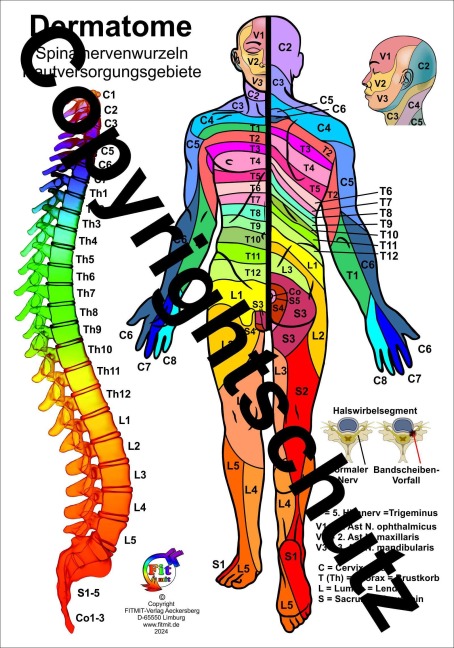 Dermatome der Spinalnerven - Tanja Aeckersberg