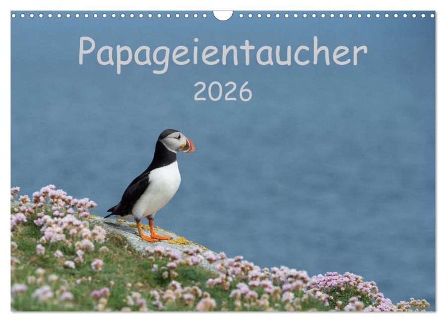 Papageientaucher 2026 (Wandkalender 2026 DIN A3 quer), CALVENDO Monatskalender - Stefan Leimer