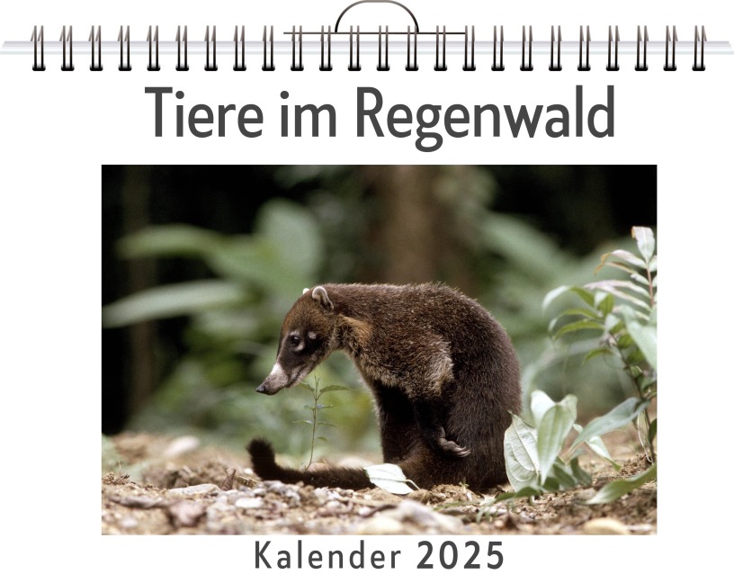 Tiere im Regenwald - Ava Werner
