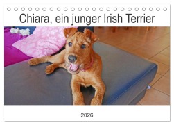 Cover-Bild zum Titel 'Chiara, ein junger Irish Terrier (Tischkalender 2026 DIN A5 quer), CALVENDO Monatskalender' von 'Claudia Schimon'