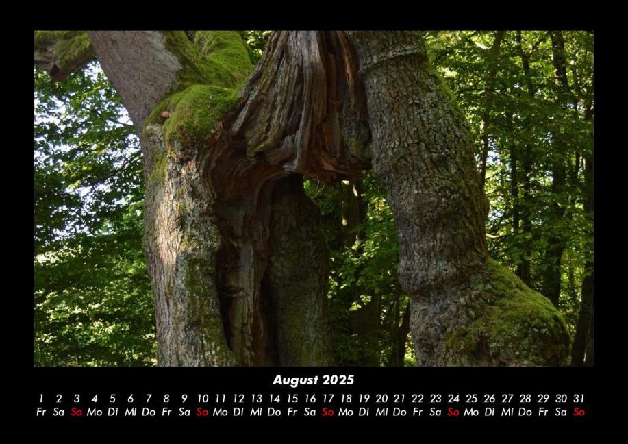 InsideView 12