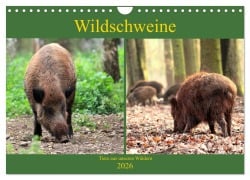 Wildschweine - Tiere aus unseren Wäldern (Wandkalender 2026 DIN A4 quer), CALVENDO Monatskalender - Arno Klatt