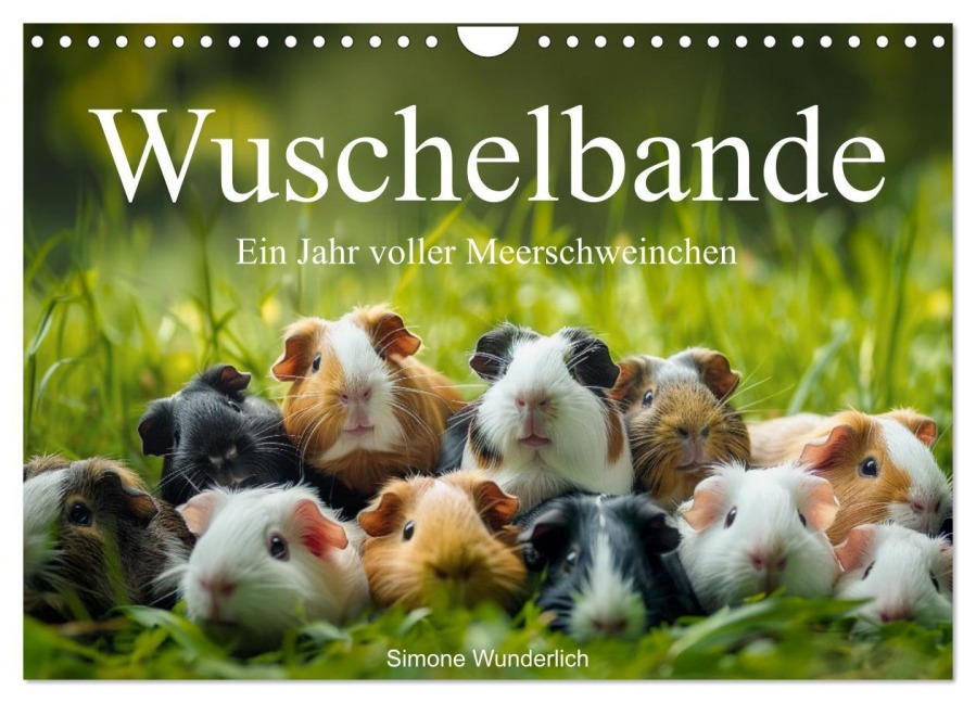 Wuschelbande - Ein Jahr voller Meerschweinchen (Wandkalender 2026 DIN A4 quer), CALVENDO Monatskalender - 