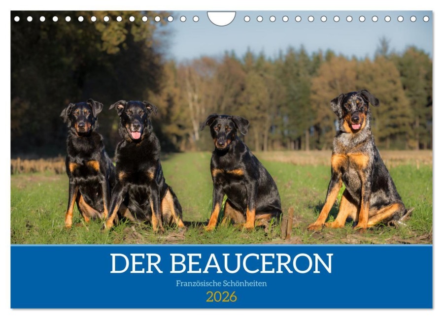Der Beauceron (Wandkalender 2026 DIN A4 quer), CALVENDO Monatskalender - Annett Mirsberger