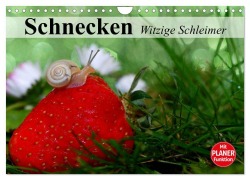 Schnecken. Witzige Schleimer (Wandkalender 2026 DIN A4 quer), CALVENDO Monatskalender - Elisabeth Stanzer