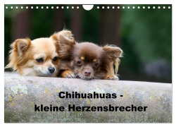 Cover-Bild zum Titel 'Chihuahuas - kleine Herzensbrecher (Wandkalender 2026 DIN A4 quer), CALVENDO Monatskalender' von 'Verena Scholze'