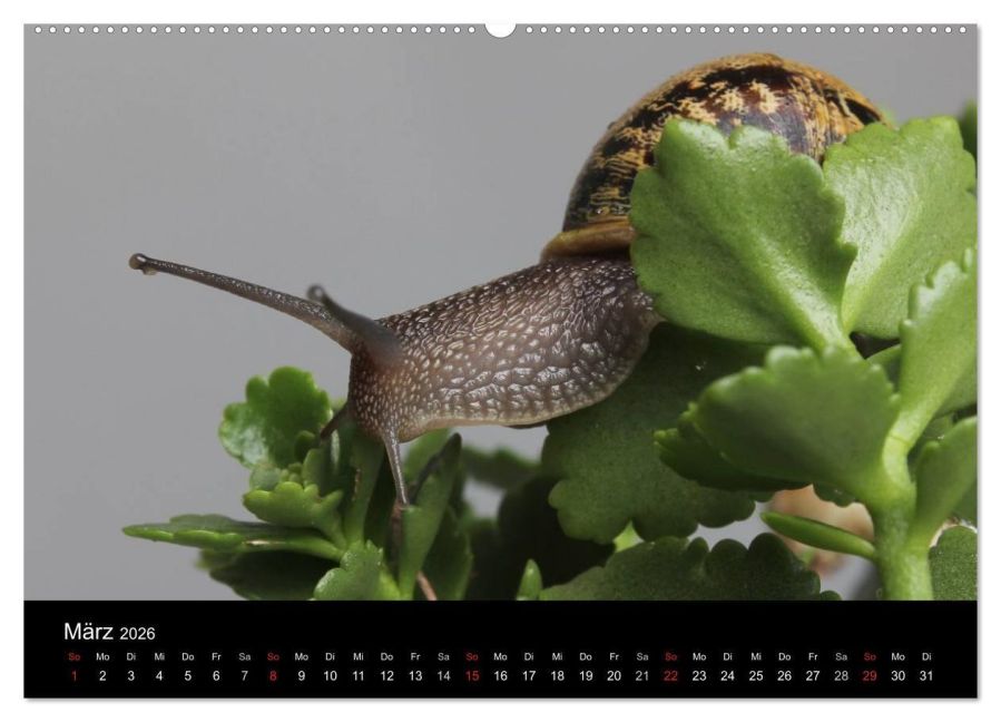 InsideView 7