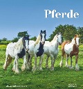 Pferde 2025 - Postkartenkalender 16x17 cm - Horses - zum Aufstellen oder Aufhängen - Monatskalendarium - Gadget - Mitbringsel - Alpha Edition - 