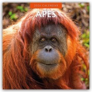 Apes - Affen 2026 - 16-Monatskalender - Robin Red