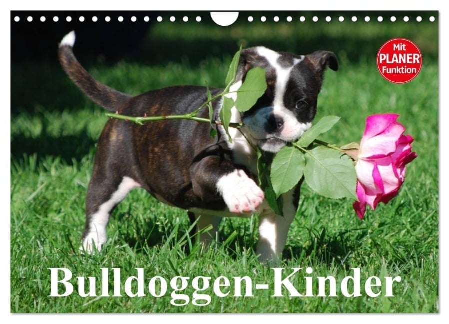 Bulldoggen-Kinder (Wandkalender 2026 DIN A4 quer), CALVENDO Monatskalender - Elisabeth Stanzer