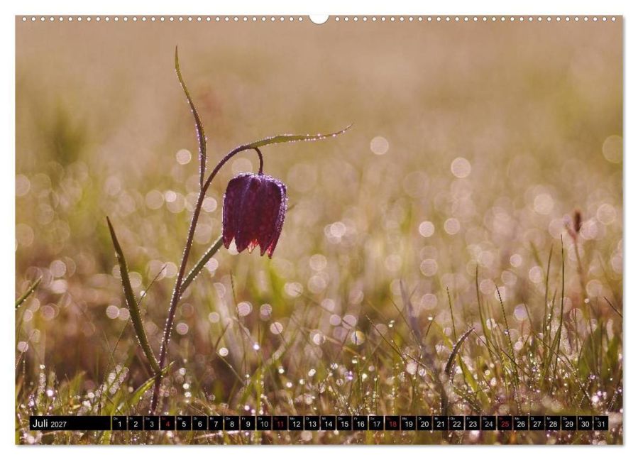 InsideView 11